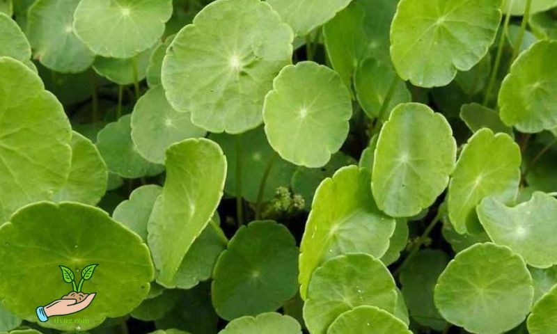 Harvesting Pennywort