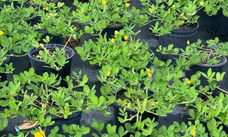 Benefits of Seedling Nurseries