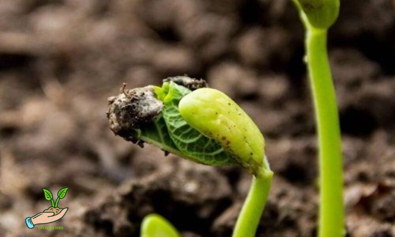 Understanding Seed Germination