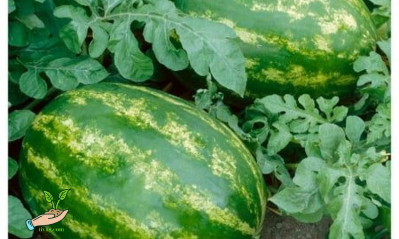 Section 4: Protecting Your Young Watermelon Plant