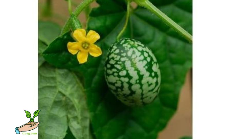 Section 3: Caring for Your Young Watermelon Plant