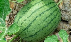 Young Watermelon Plant