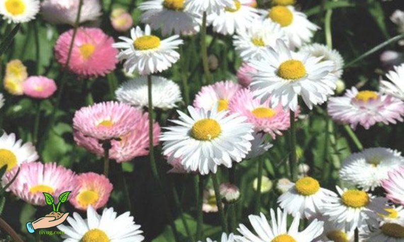 Understanding Daisy Seeds