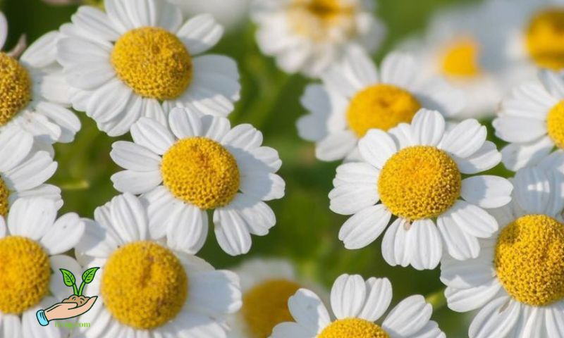 How to Germinate Daisy Seeds