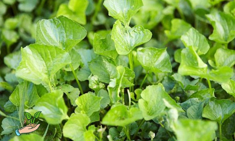 How to Grow Pennywort