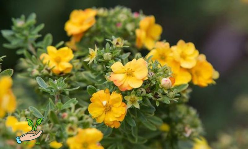 Various Types of Flowers Planted at Schools