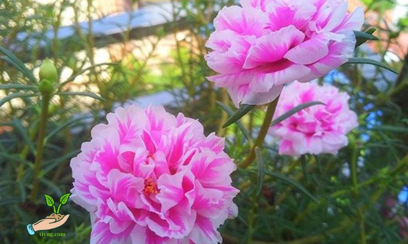 Section 3: Caring for Portulaca Flowers