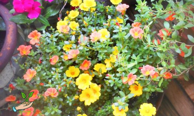 Planting Portulaca Flowers in Plastic Bottles