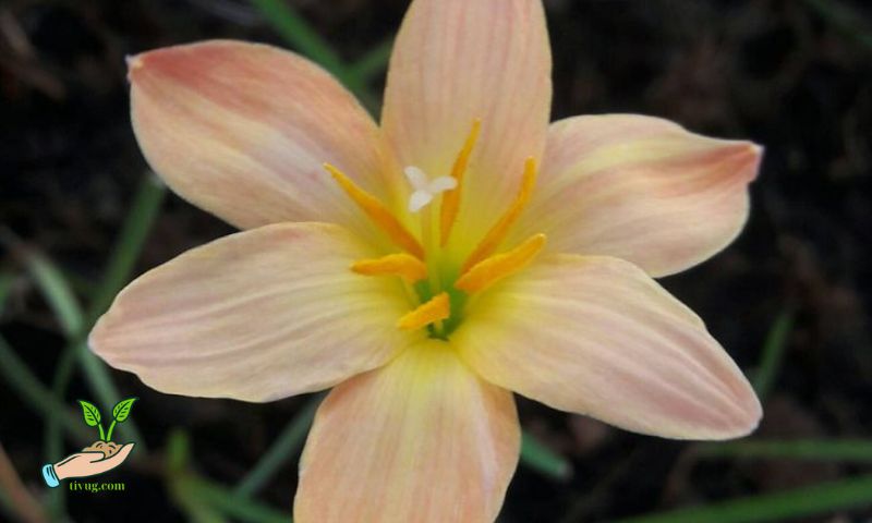 Hydroponic Lily Cultivation