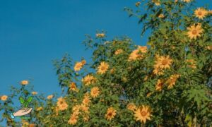 Sunflowers Planting Season