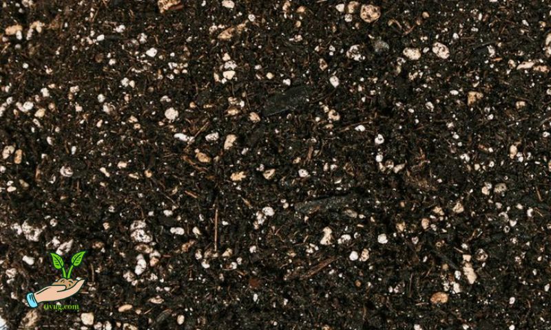 How To Improve Barren Soil