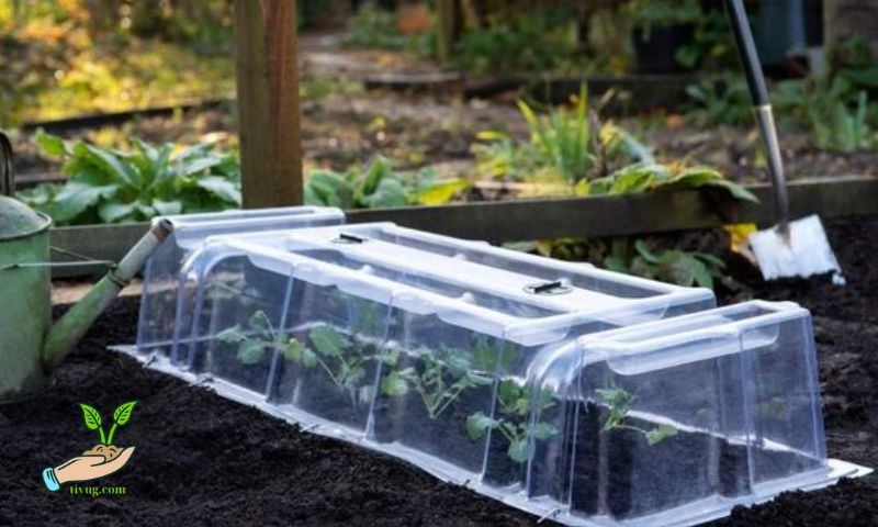 How to Choose the Right Mini Vegetable Greenhouse