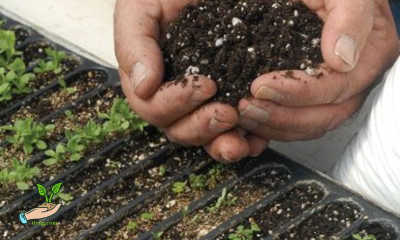 Best Vegetables to Grow in a Mini Greenhouse