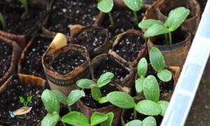 Mini Vegetable Greenhouse