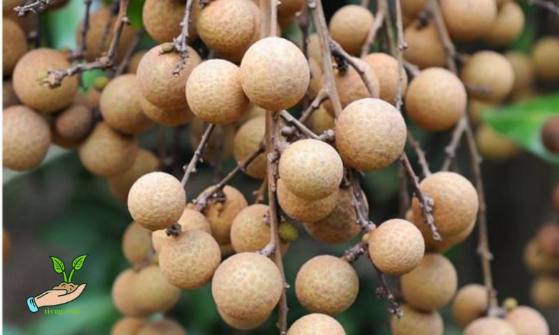 Characteristics of Ido Longan Variety