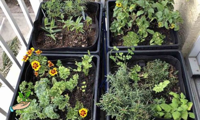 Benefits of Growing Vegetables in Foam Boxes