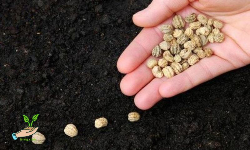 Understanding Seed Germination