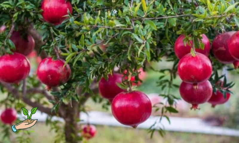 What is the Indian Red Pomegranate?