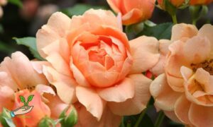 How to Propagate Roses by Cuttings
