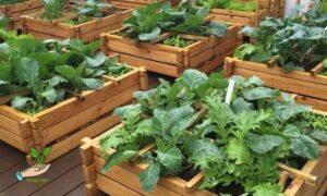 Rooftop Vegetable Gardening Model