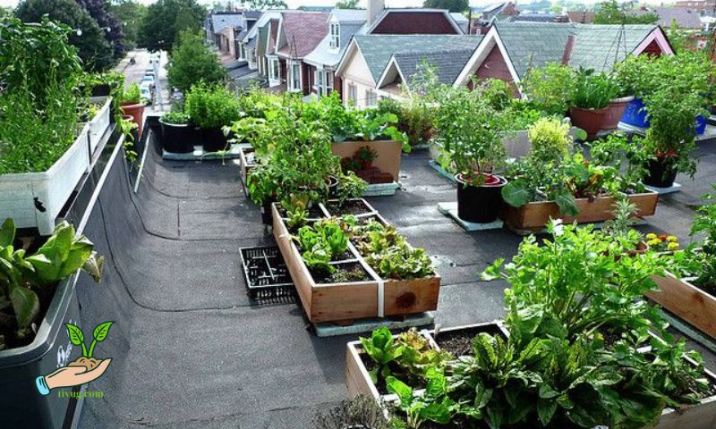 Planning Your Rooftop Garden