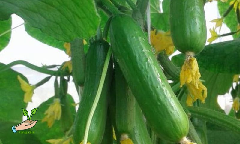 Supporting Cucumber Plants