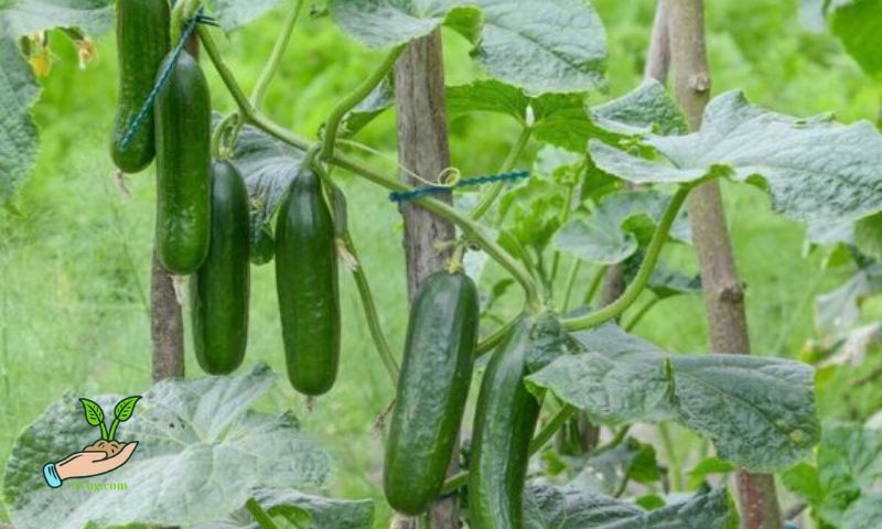 Planting Cucumber Seeds