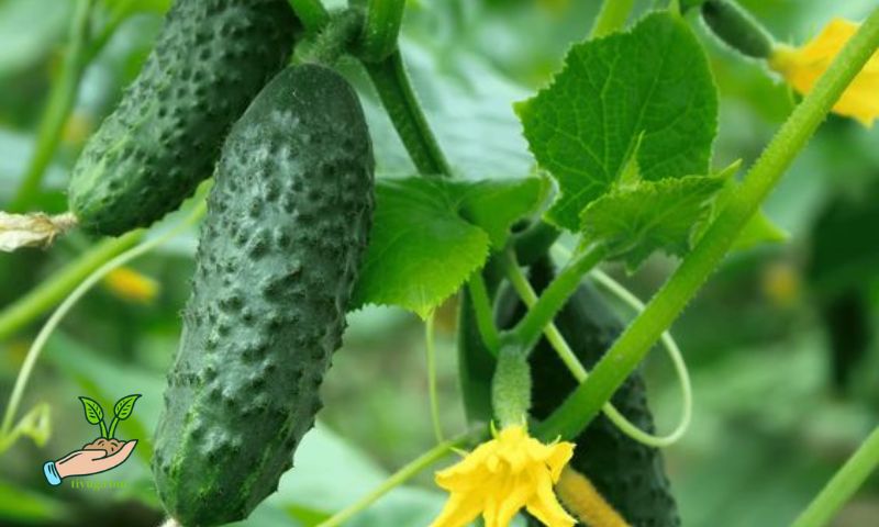 Choosing Cucumber Varieties