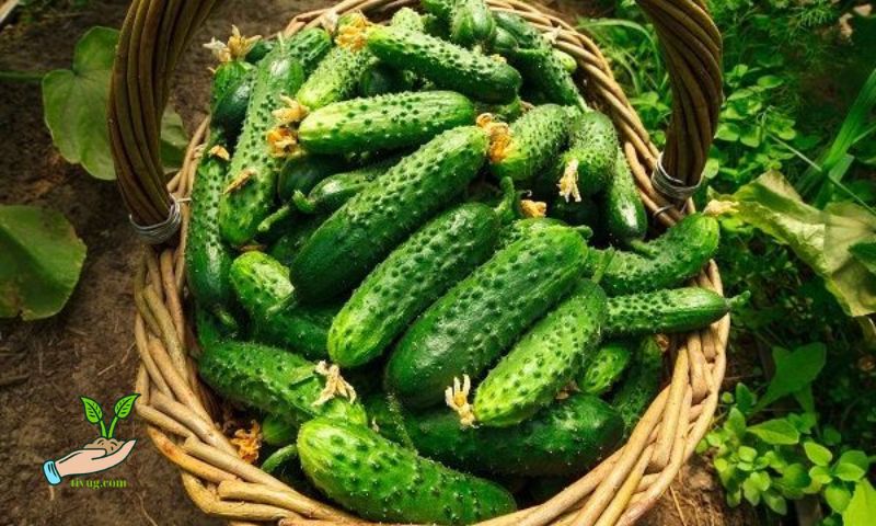 How to Grow Cucumbers