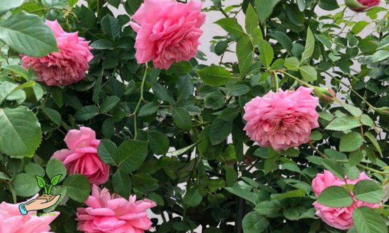 Common Rose Diseases