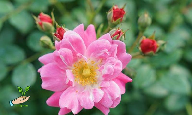 Diseases of Roses