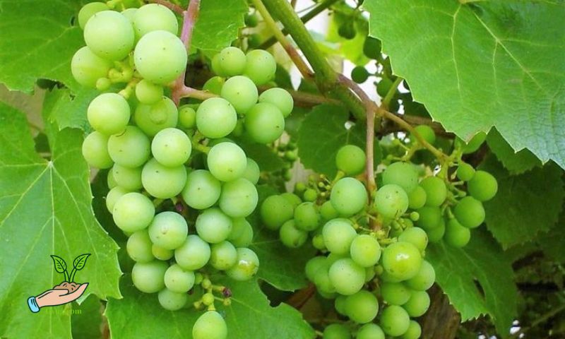 Choosing the Right Grape Variety