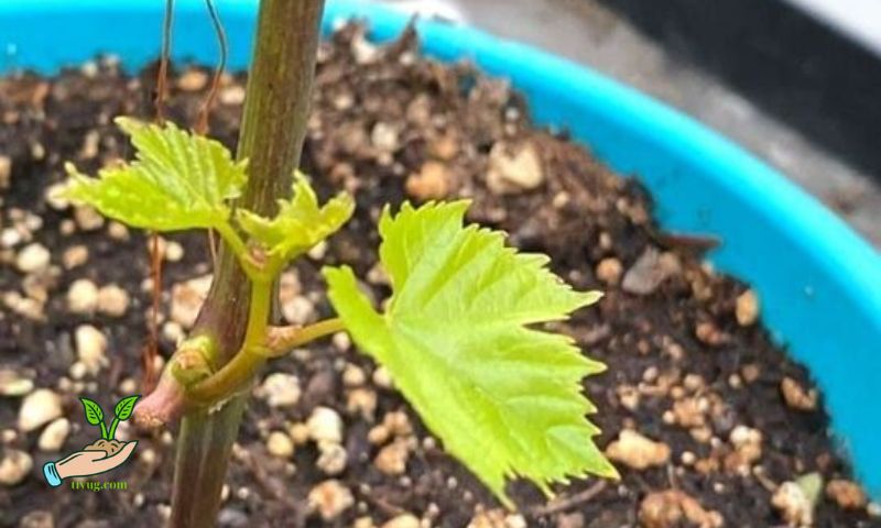 Planting Grapevines in Pots