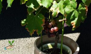 Growing Grapes in Pots