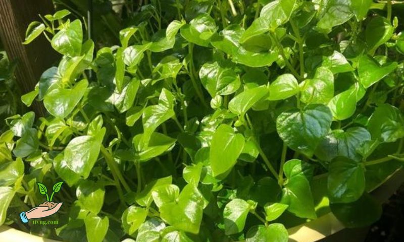 Harvesting Pepper Elder