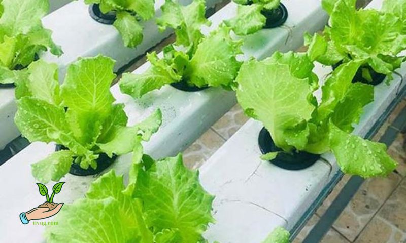 Benefits of Tissue Culture Lettuce