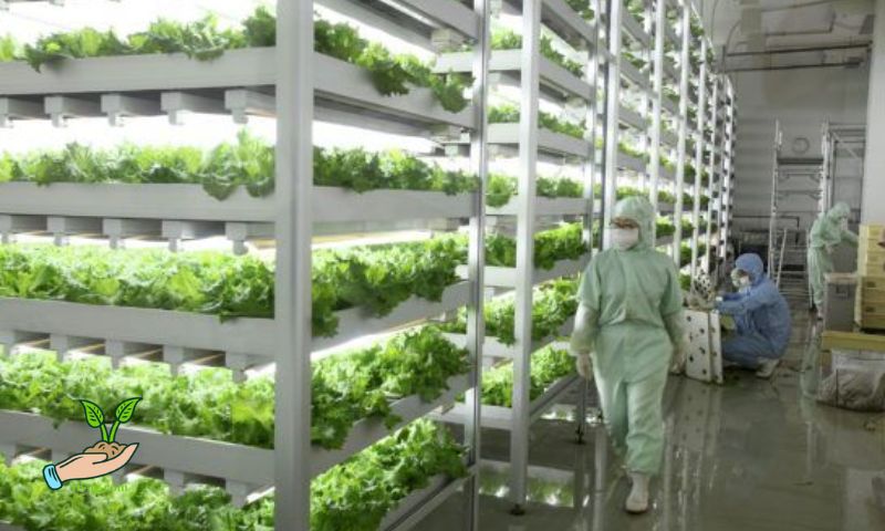 Process of Tissue Culture in Lettuce