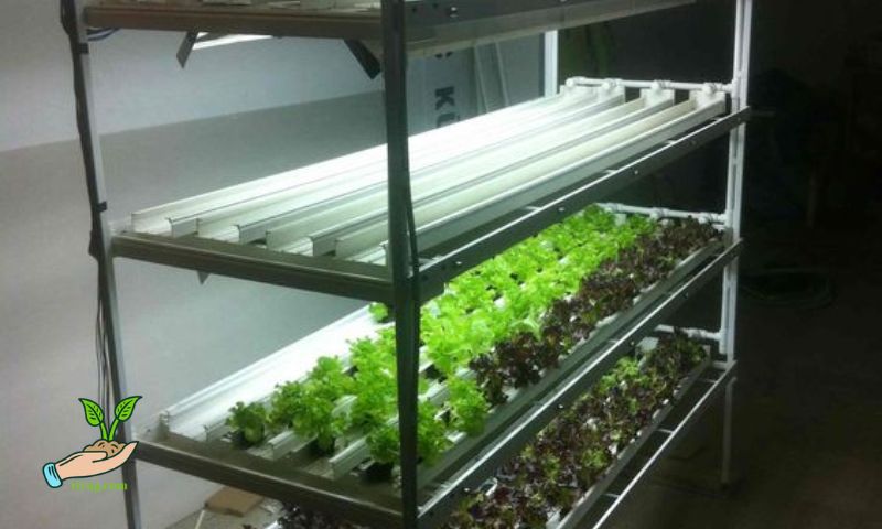 Tissue Culture Lettuce