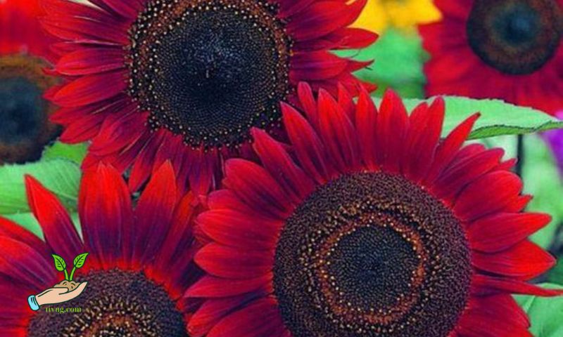 Red Sunflowers