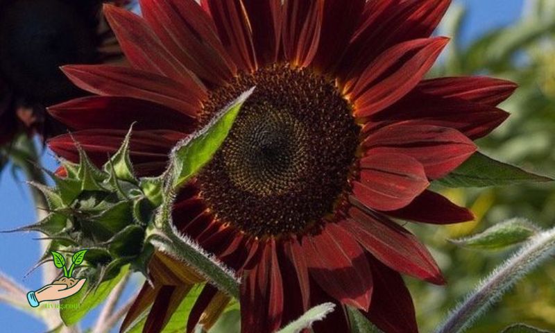 Benefits of Red Sunflowers