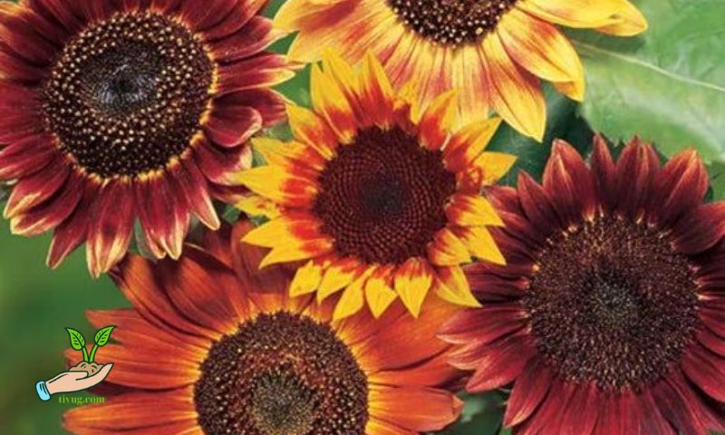 Varieties of Red Sunflowers