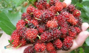 How to Propagate Mulberry Plants from Cuttings