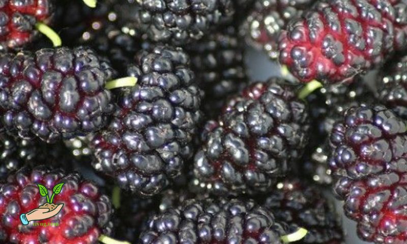 Steps to Propagate Mulberry Plants from Cuttings