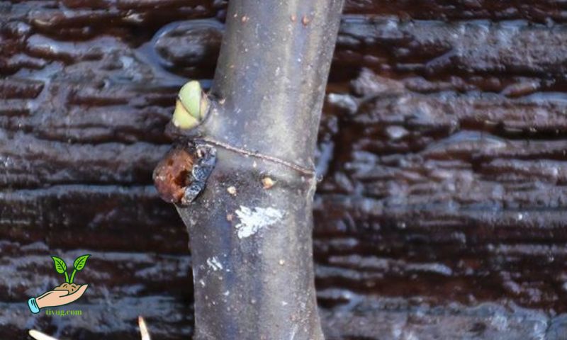 Understanding Mulberry Plants