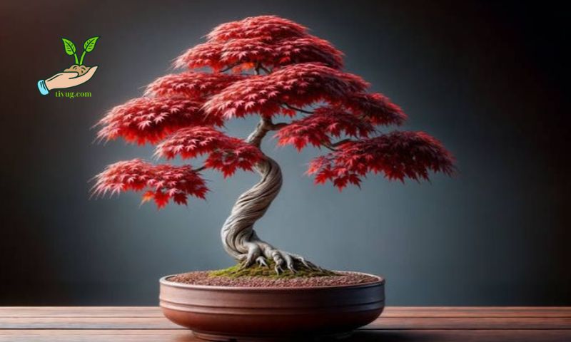 Maintaining Bonsai Soil