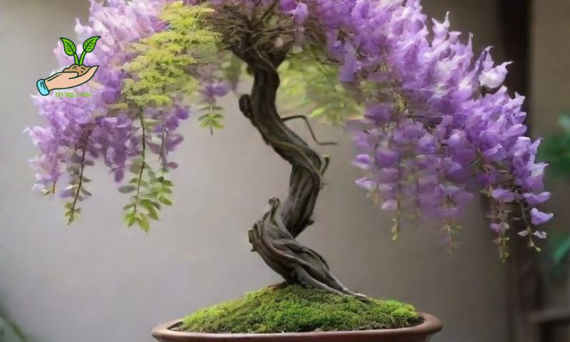 Key Characteristics of Ideal Bonsai Soil